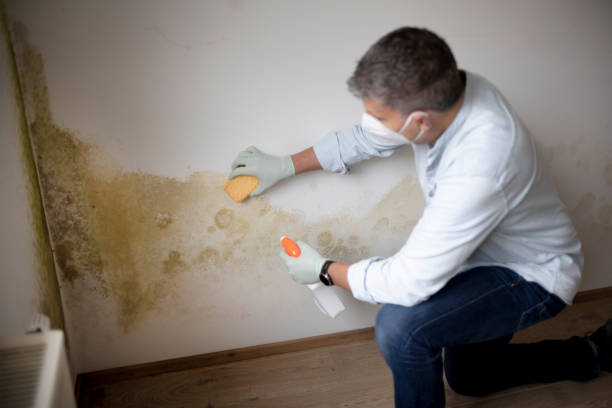 Best Black Mold Removal  in Hominy, OK